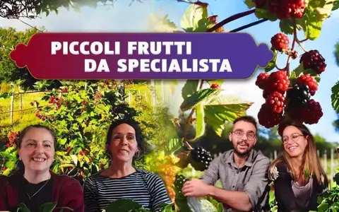 Piccoli Frutti da Specialista – Rendita Agricola