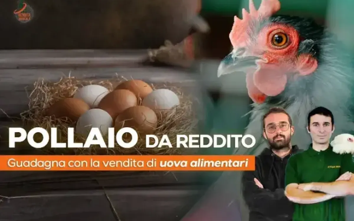 Pollaio da Reddito – Rendita Agricola